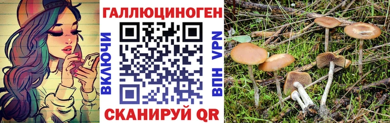 Галлюциногенные грибы Psilocybe  Терек 